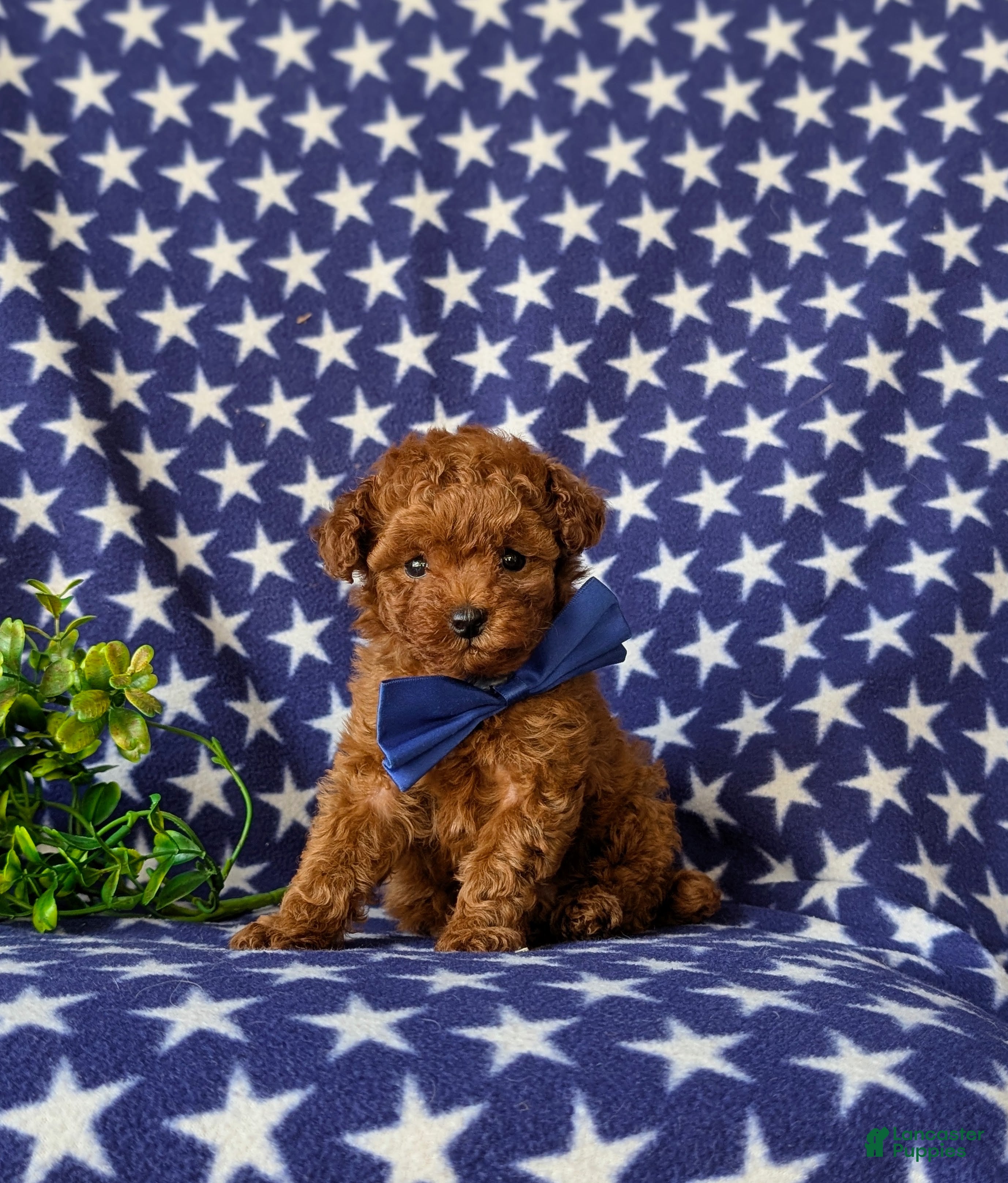 Toy Poodle dogs Shelby 7 lbs Full Grown - Ad 1