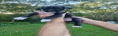 Boxer 7
