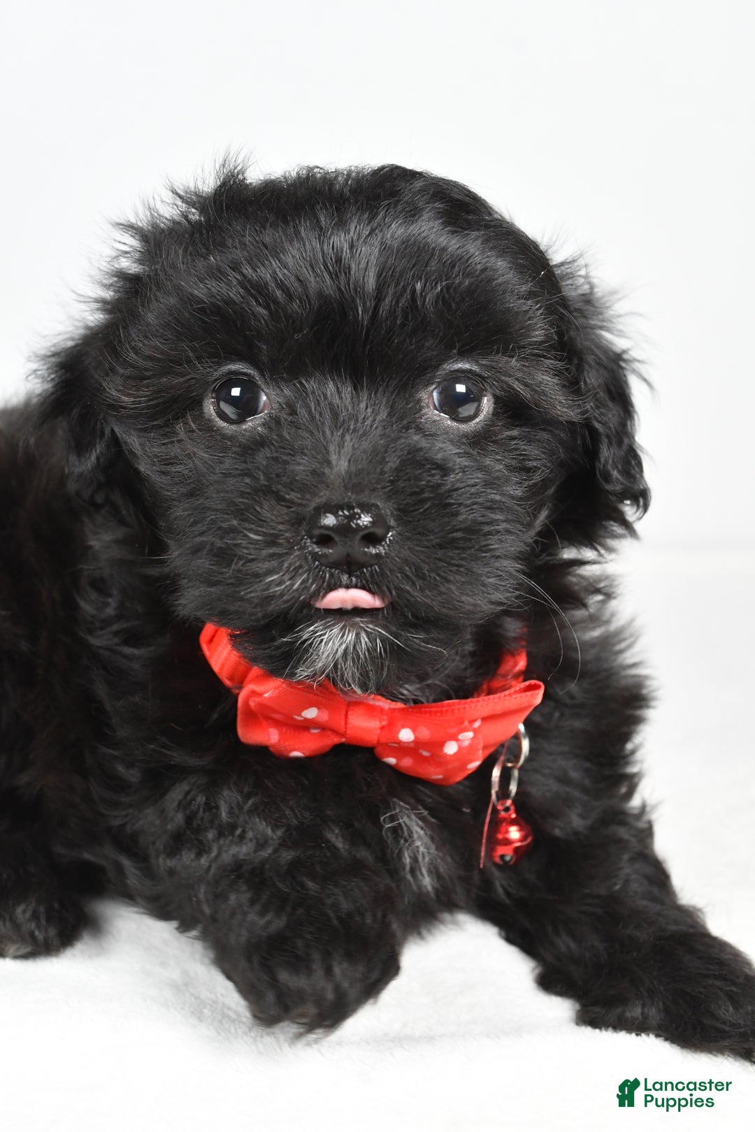 Maltipoo dogs for sale: Midnight - Ad 3