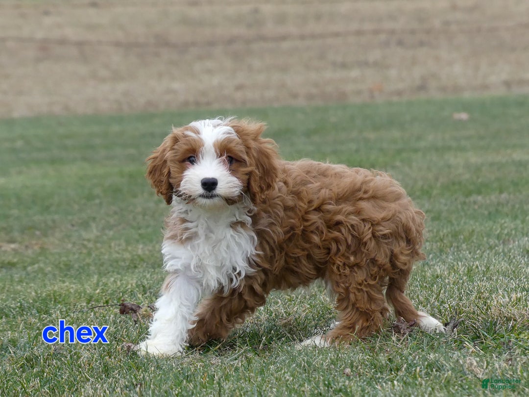 Cavapoo dogs for sale: Chex - Ad 2