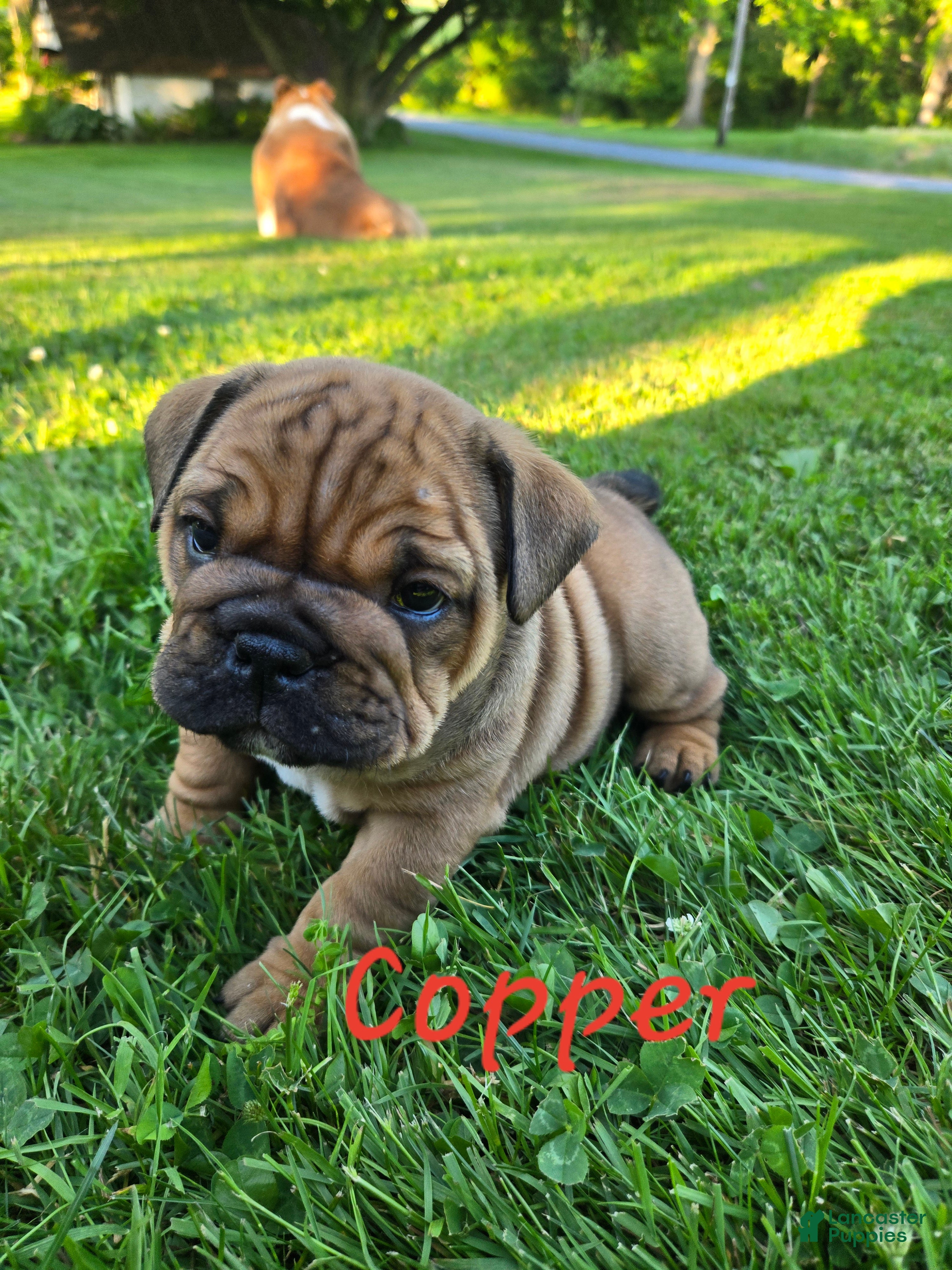 English Bulldog dogs Cooper - Ad 1
