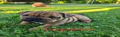 Cooper