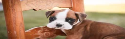 Boxer dogs for sale: Gus - Ad 4