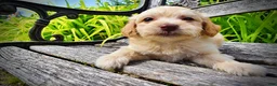 Havapoo dogs for sale: Alfie-SUMMER SALE!! $100 off listed price!! - Ad 5