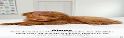 Mixed Breed dogs for sale: Ginny - Ad 1