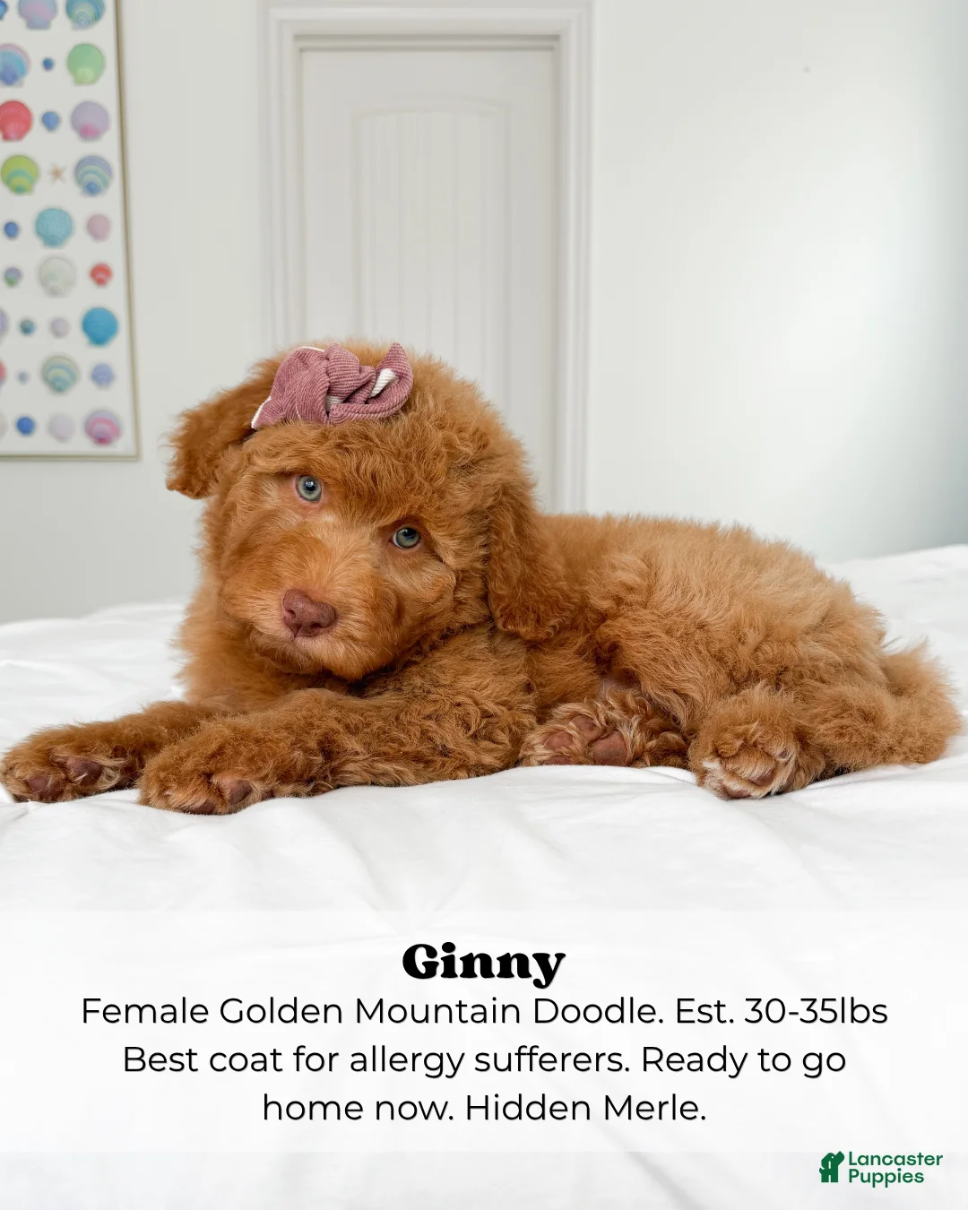 Mixed Breed dogs for sale: Ginny - Ad 1