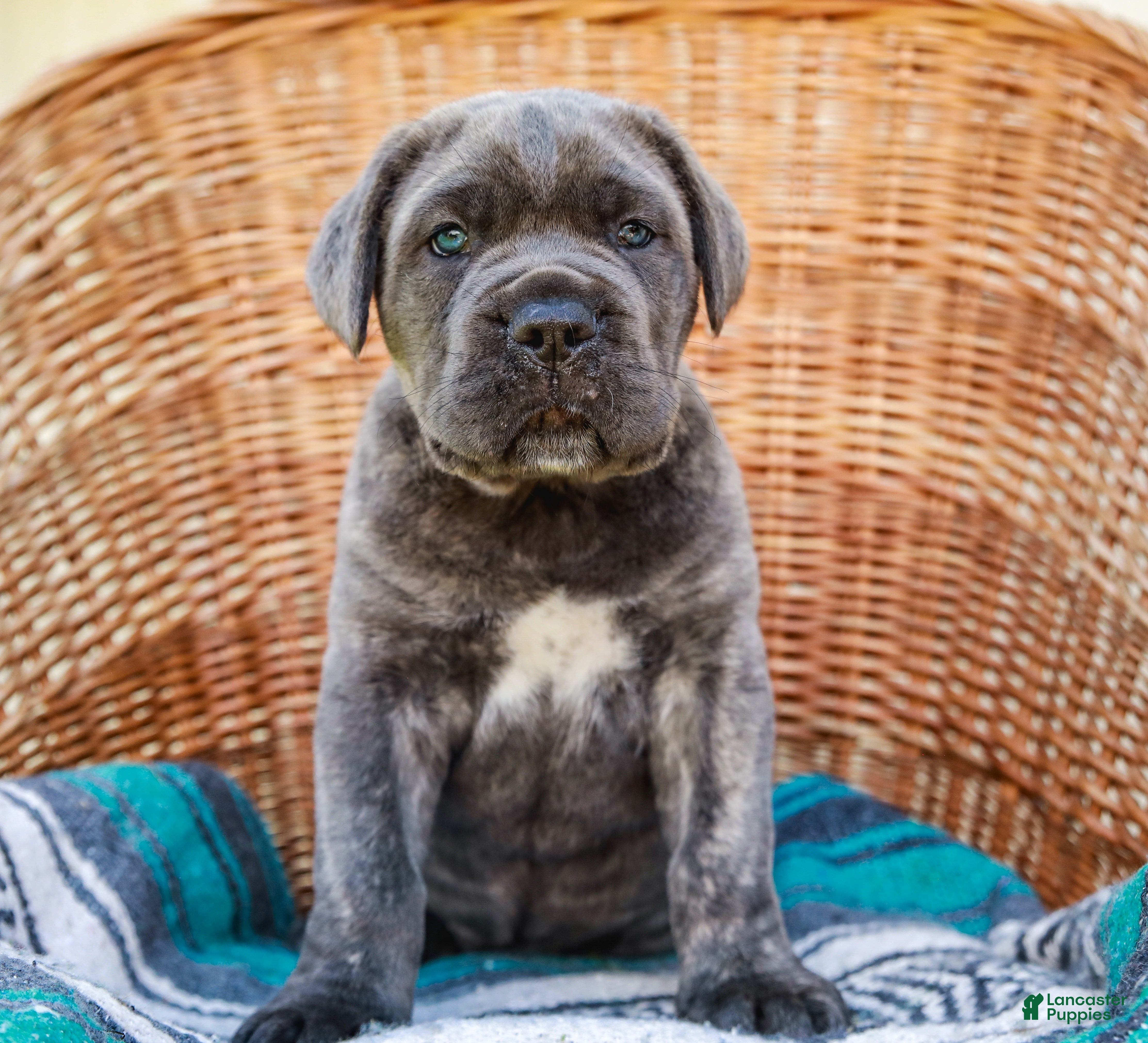 Cane Corso dogs Maximus (Champion Bloodline) - Ad 2