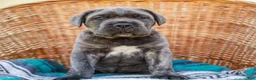 Cane Corso dogs for sale: Maximus (Champion Bloodline) - Ad 2