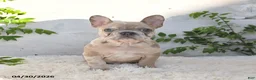 French Bulldog dogs for sale: Pixie - Ad 3