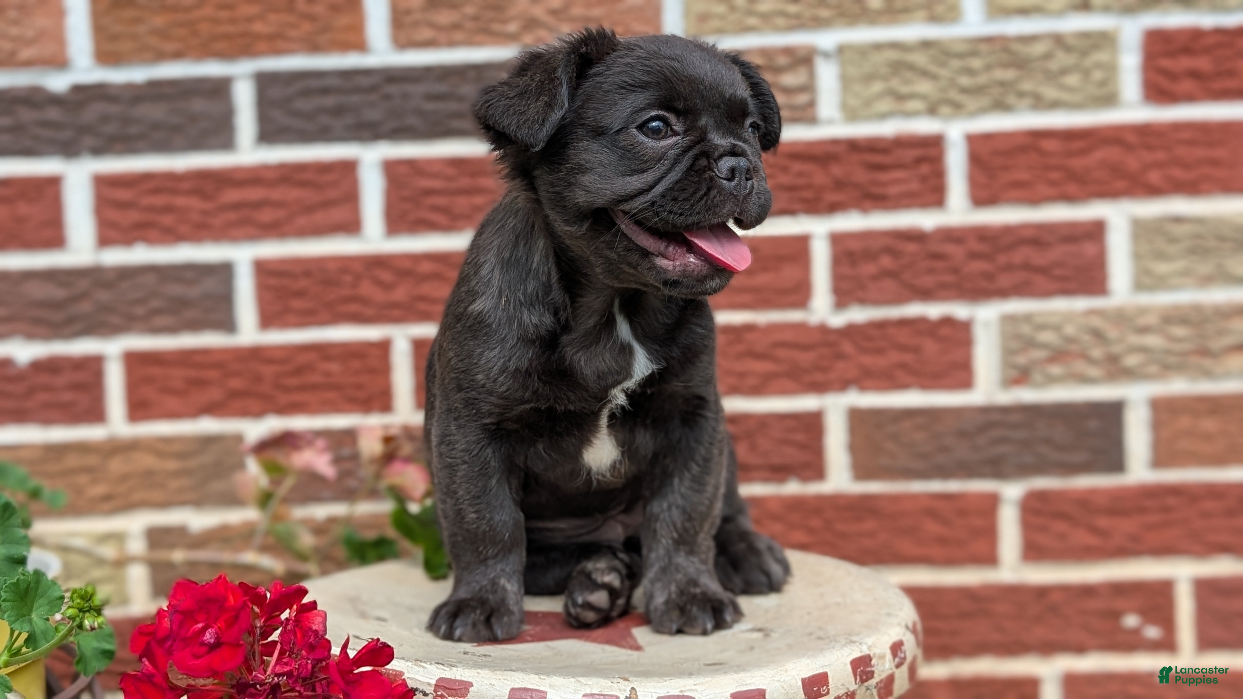 French Bulldog dogs Emmy - Ad 2