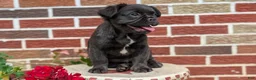 French Bulldog dogs for sale: Emmy - Ad 2