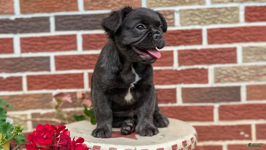 French Bulldog dogs for sale: Emmy - Ad 2