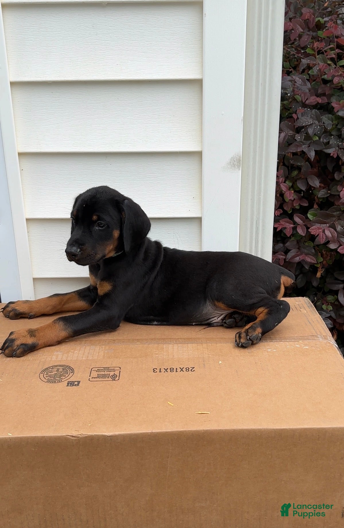 Doberman Pinscher dogs Chief - Ad 12