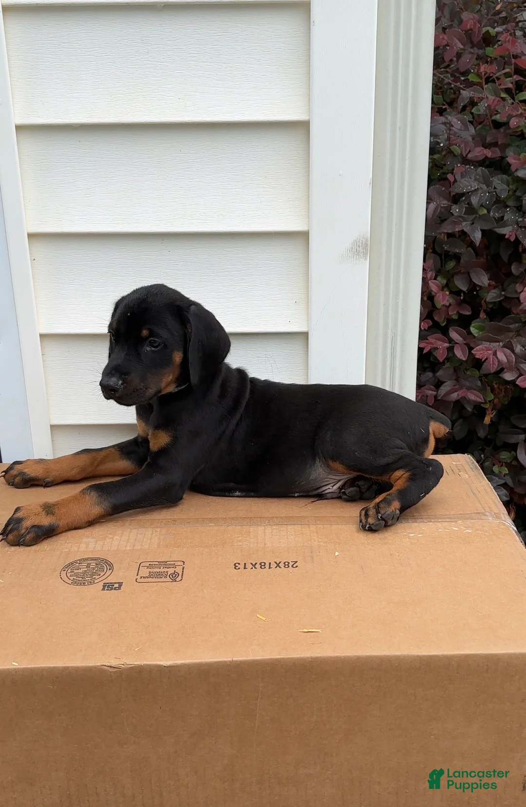 Doberman Pinscher dogs for sale: Chief - Ad 1