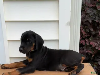 Doberman Pinscher dogs Chief - Ad 8