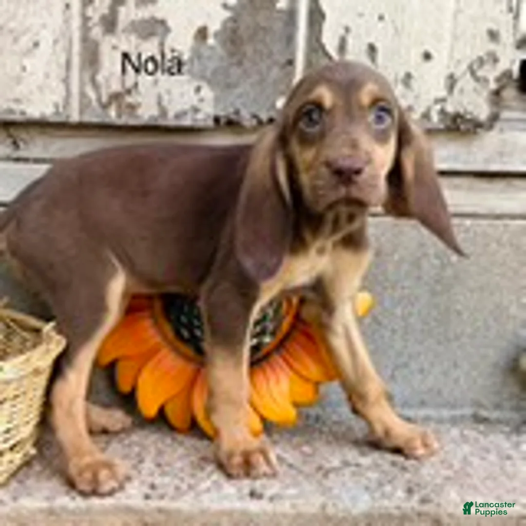 Bloodhound dogs for sale: Nola - Ad 1