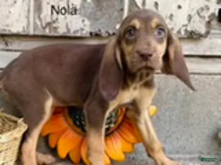 Bloodhound dogs Nola - Ad 2