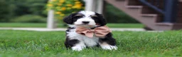Mini Bernedoodle dogs for sale: Mooney🐶 - Ad 3