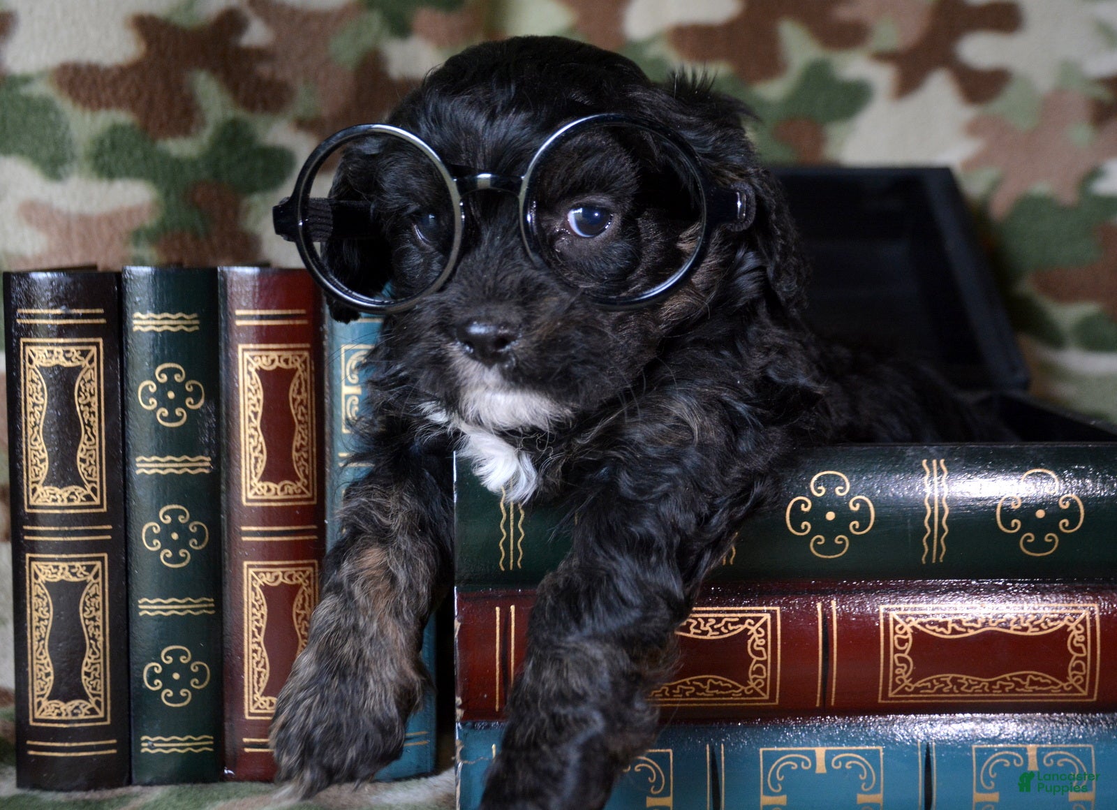 Cavapoo dogs Cavapoo Puppy 2 Chief - Ad 8