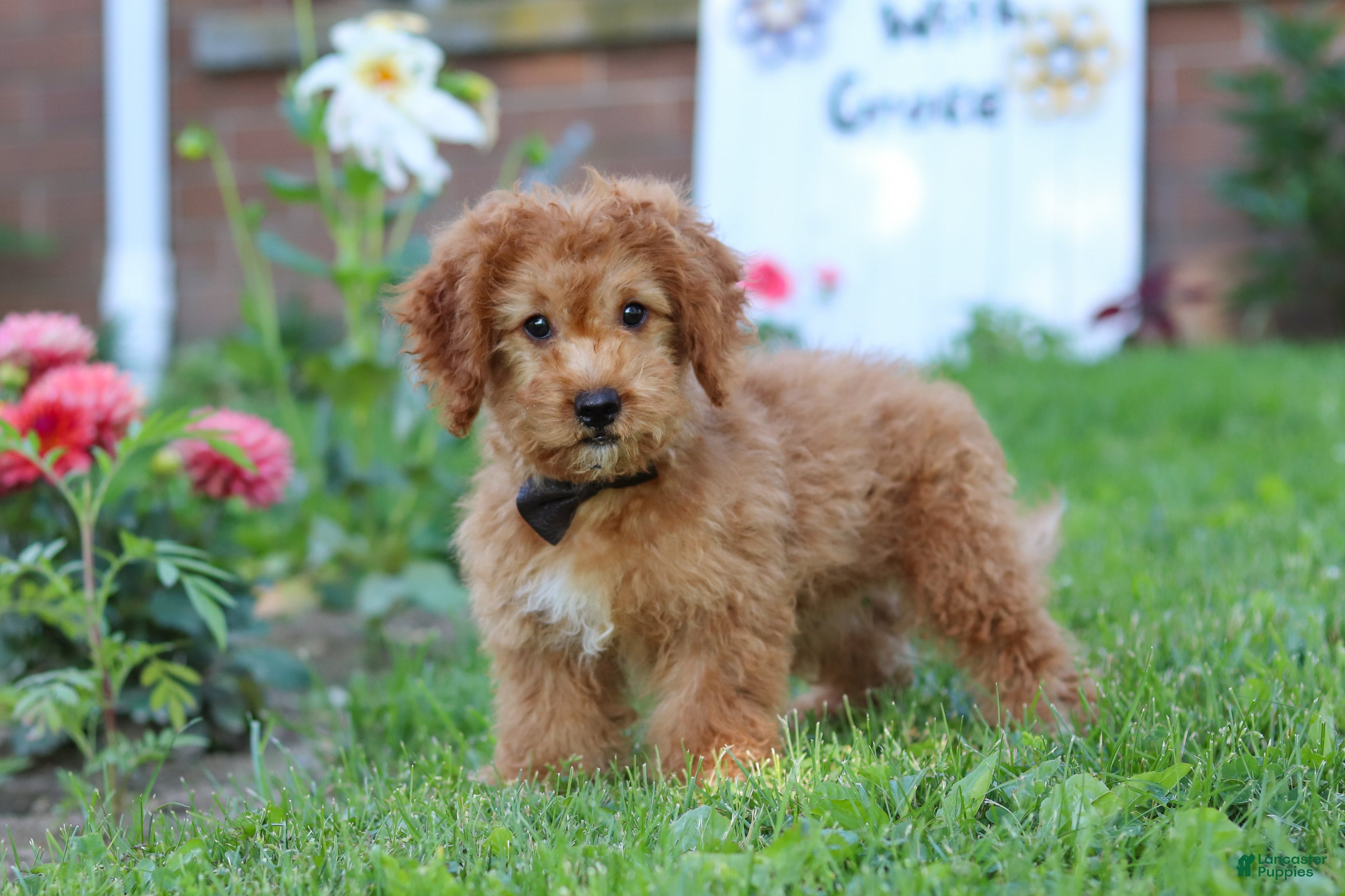 Cavapoo dogs Henry - Ad 2
