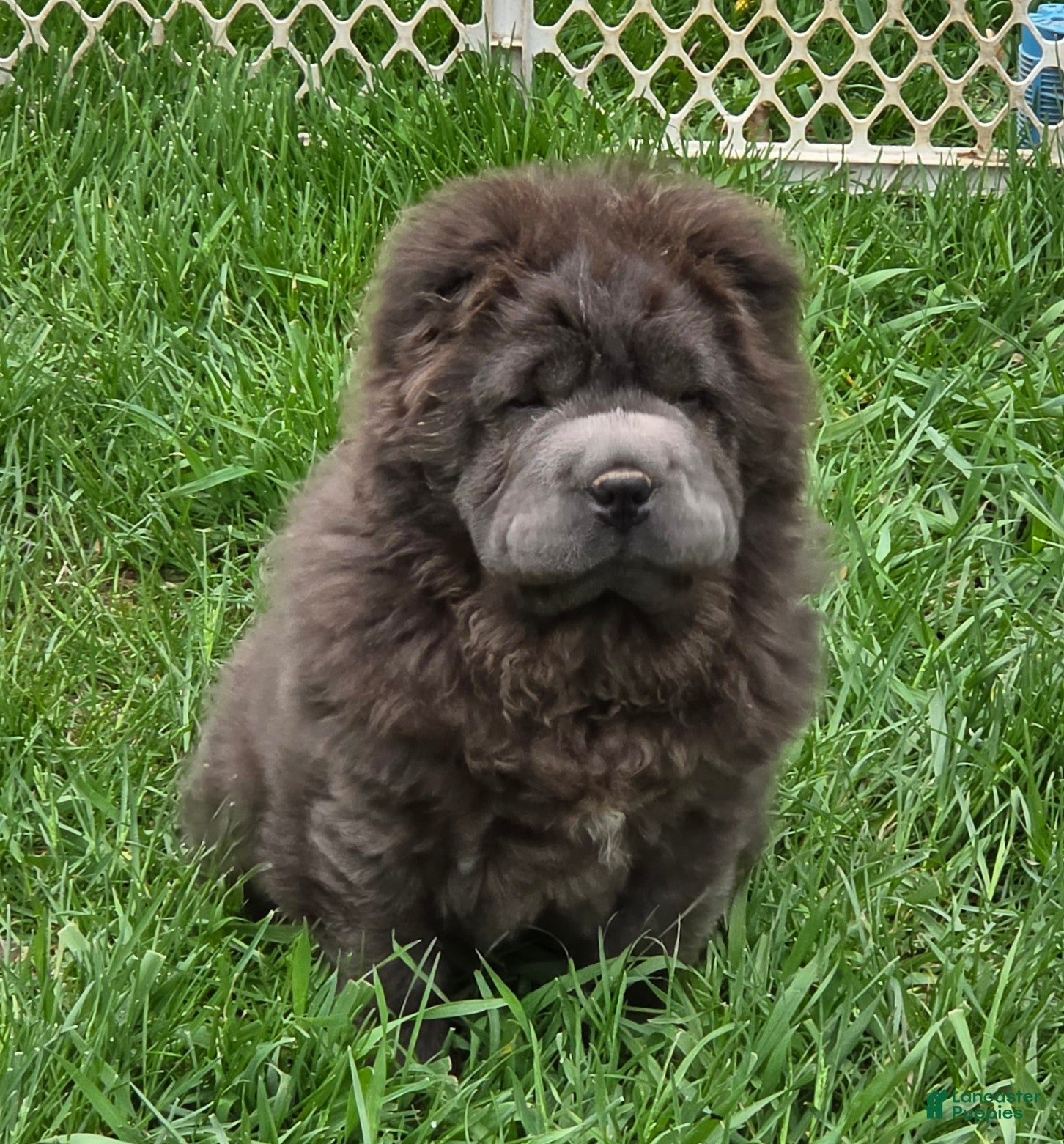 Shar Pei dogs Blue bear mini - Ad 1