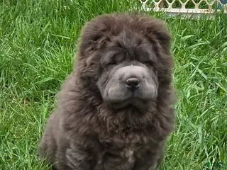 Shar Pei dogs for sale: Blue bear mini - Ad 4
