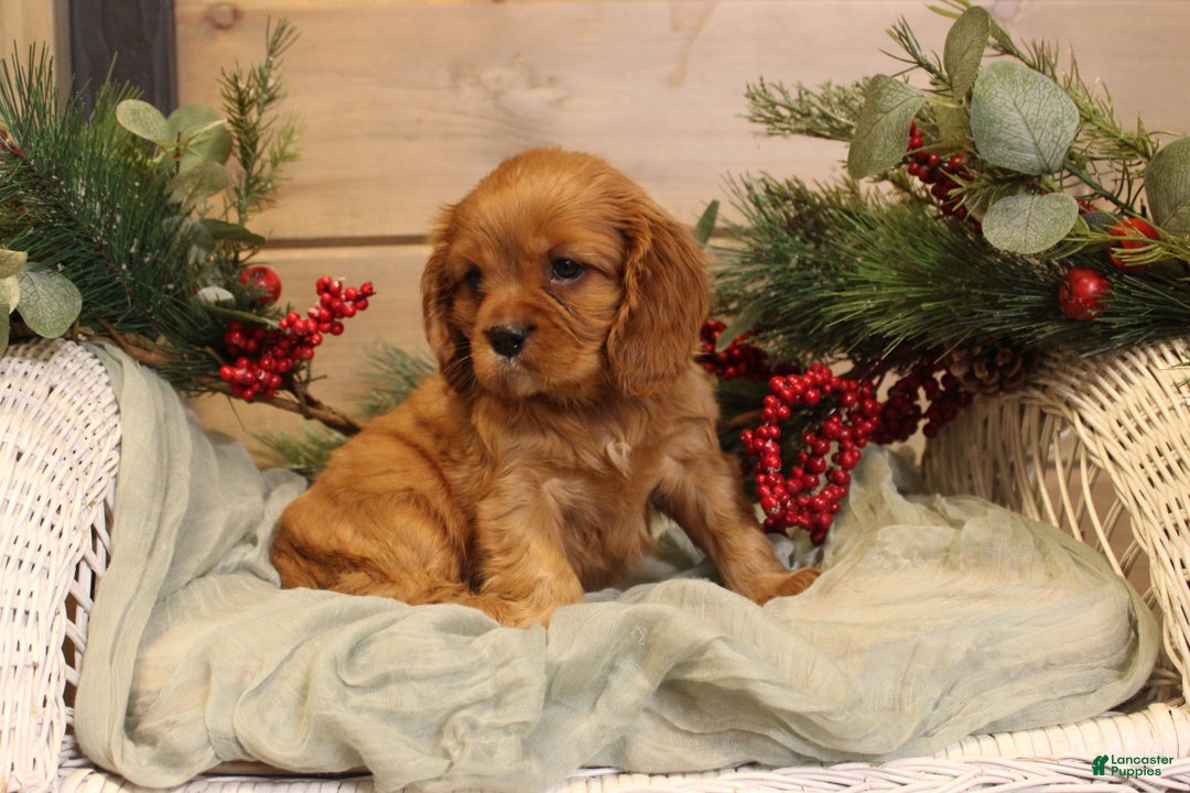 Cavalier King Charles Spaniel dogs for sale: Zachary - Ad 8