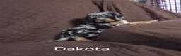 Cockapoo dogs for sale: Dakota - Ad 8