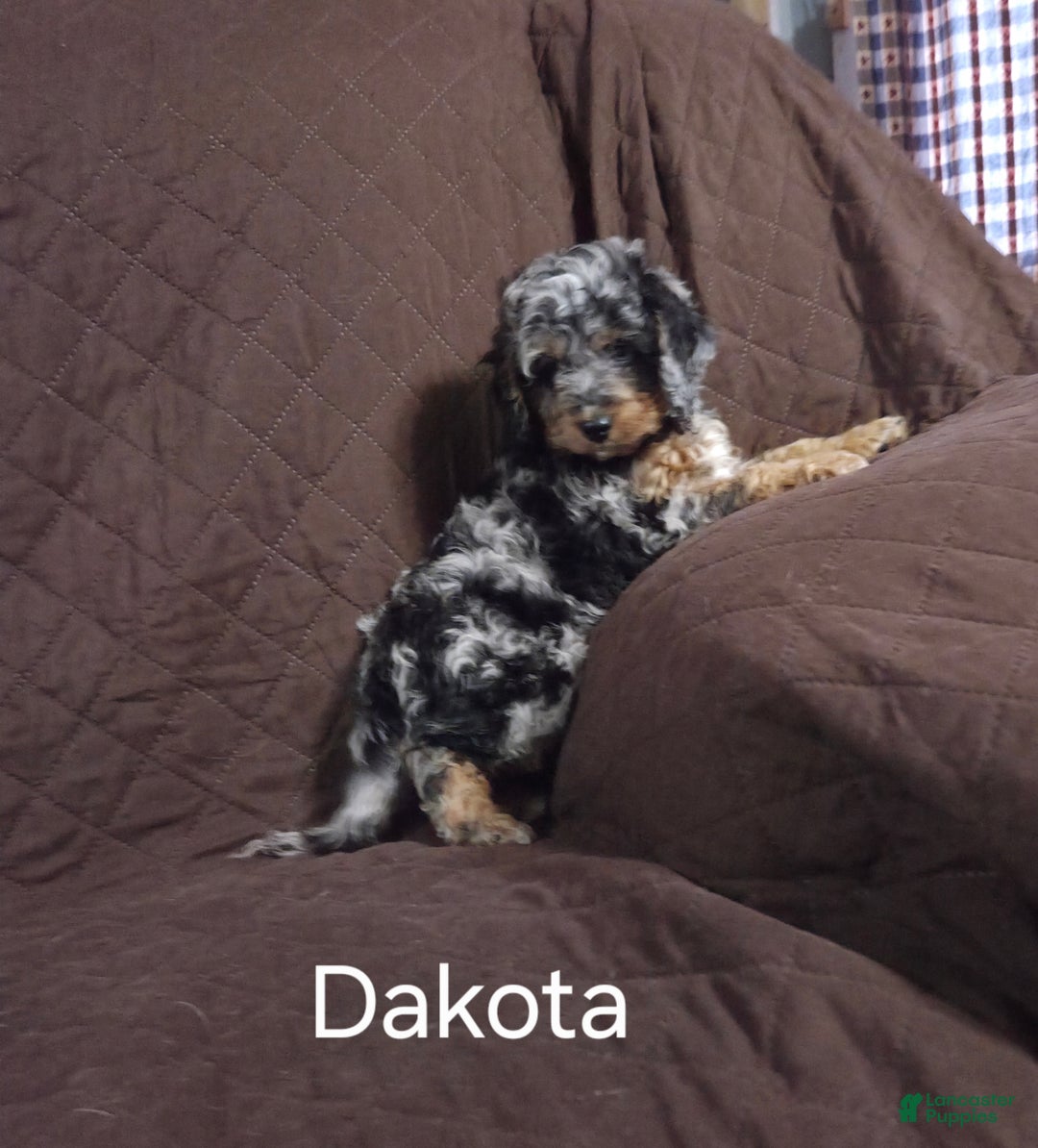 Cockapoo dogs for sale: Dakota - Ad 8