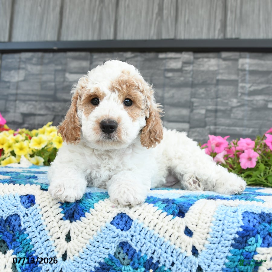 Mini Goldendoodle dogs Kingston  - Ad 1