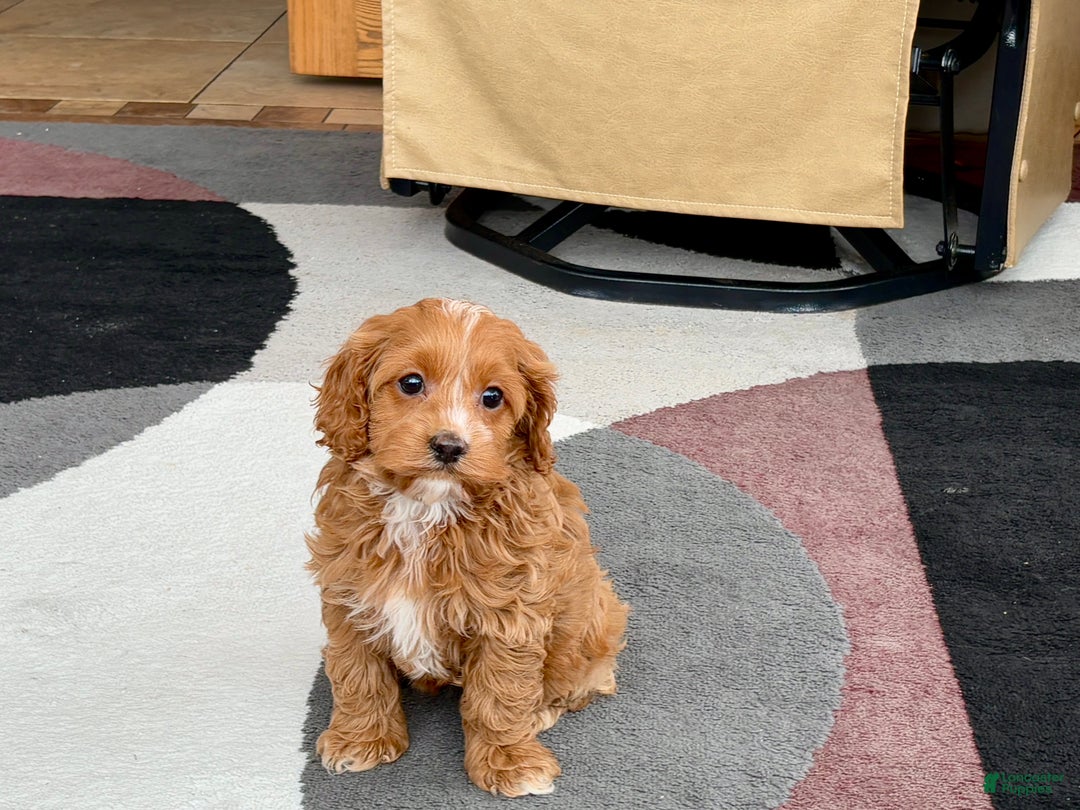 Cockapoo dogs for sale: Cockapoo female 1 - Ad 11