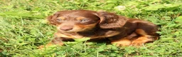 Miniature Dachshund dogs for sale: Teddy - Ad 3