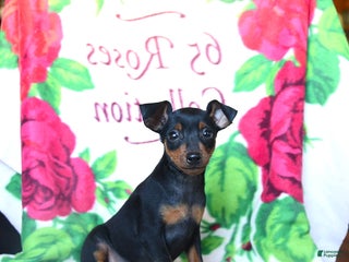 Miniature Pinscher dogs - Ad 19