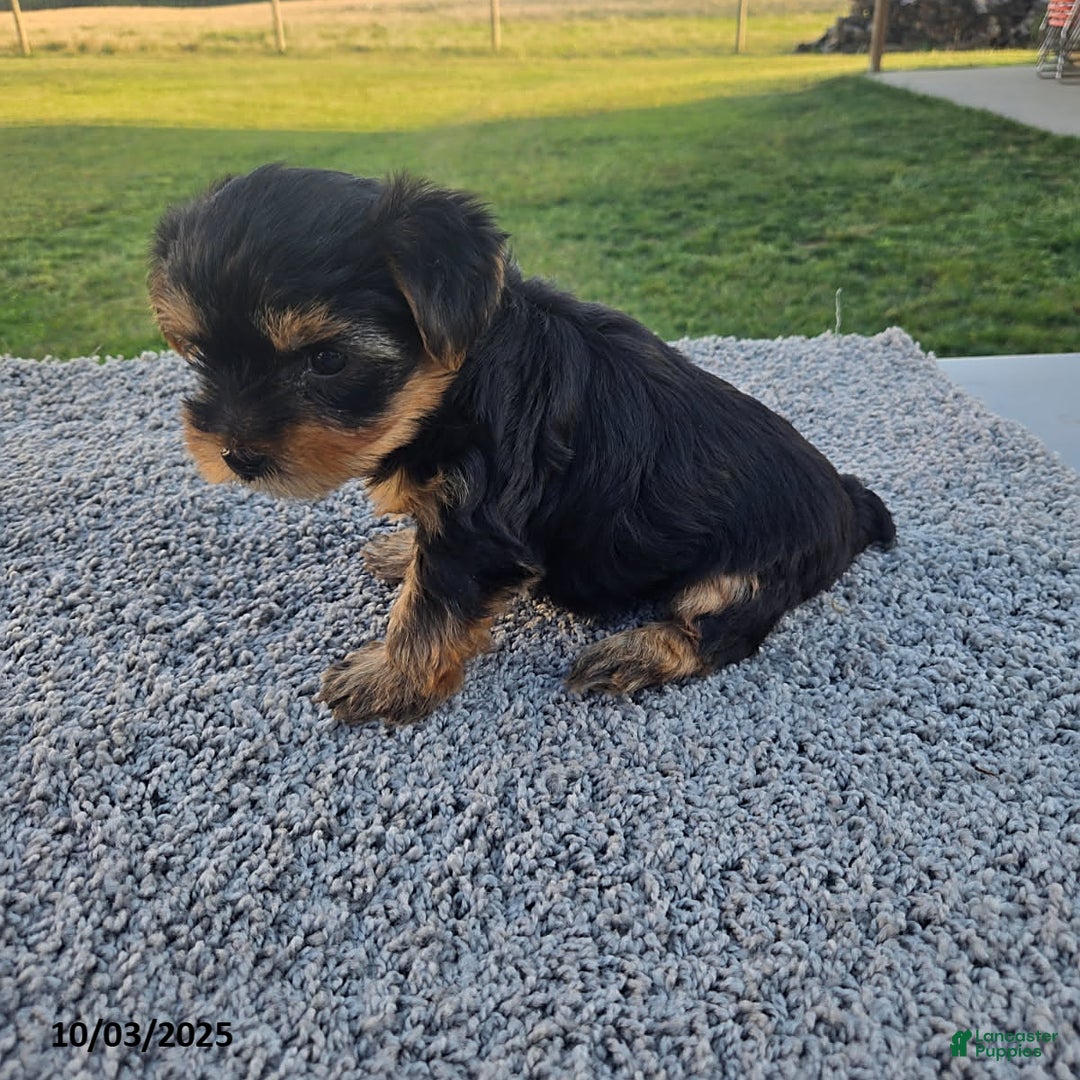 Yorkshire Terrier dogs for sale: Sailor - Ad 3