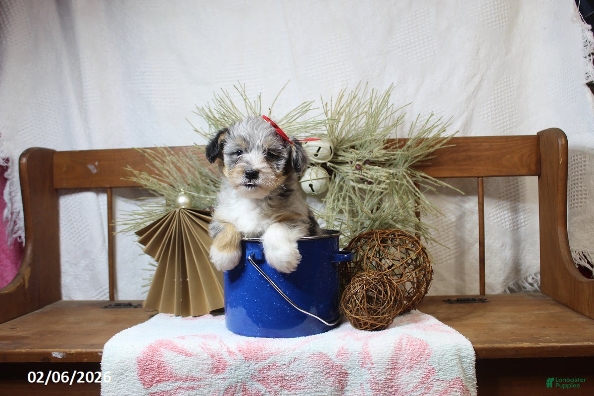 Corgipoo dogs Molly - Ad 6