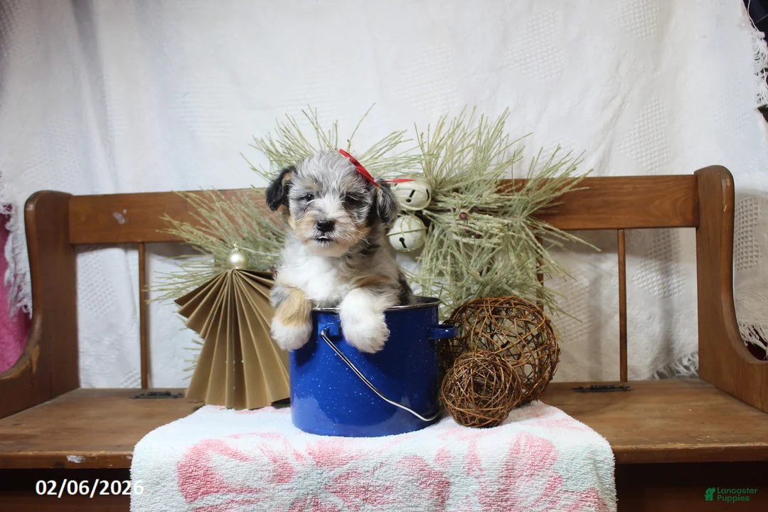 Corgipoo dogs for sale: Molly - Ad 1