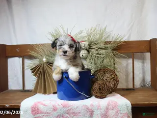 Corgipoo dogs Molly - Ad 6