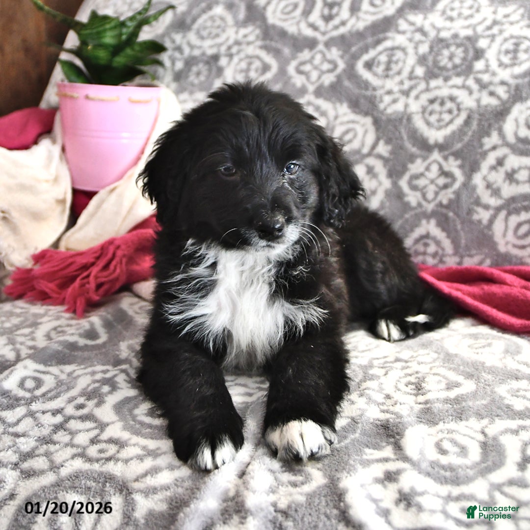 Portuguese Water Dog dogs for sale: Dimples - Ad 5