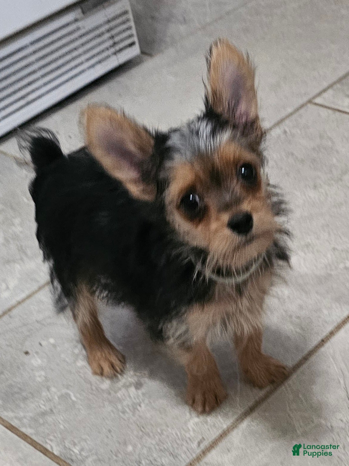 Yorkshire Terrier dogs Mouse CKC - Ad 2