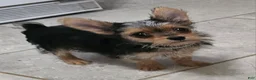 Yorkshire Terrier dogs for sale: Mouse CKC - Ad 3