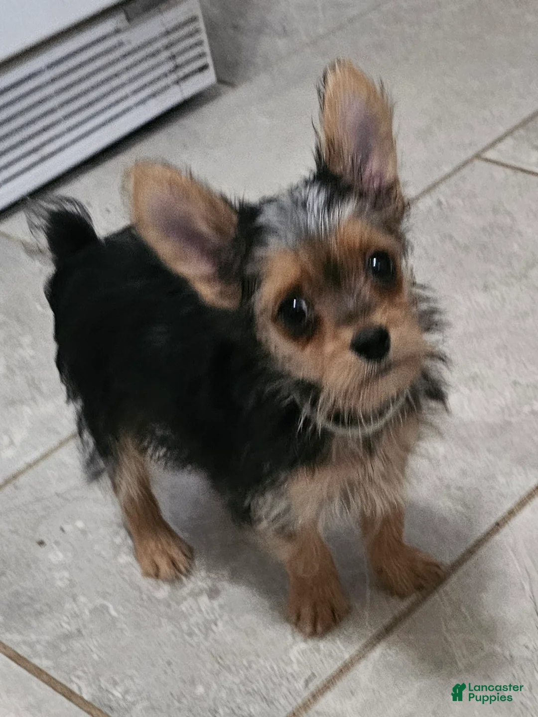 Yorkshire Terrier dogs for sale: Mouse CKC - Ad 2