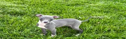 Italian Greyhound dogs for sale: Sydney  - Ad 9