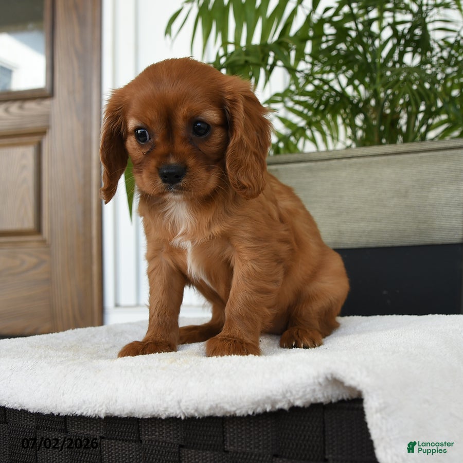 Cavalier King Charles Spaniel dogs Halo - Ad 1