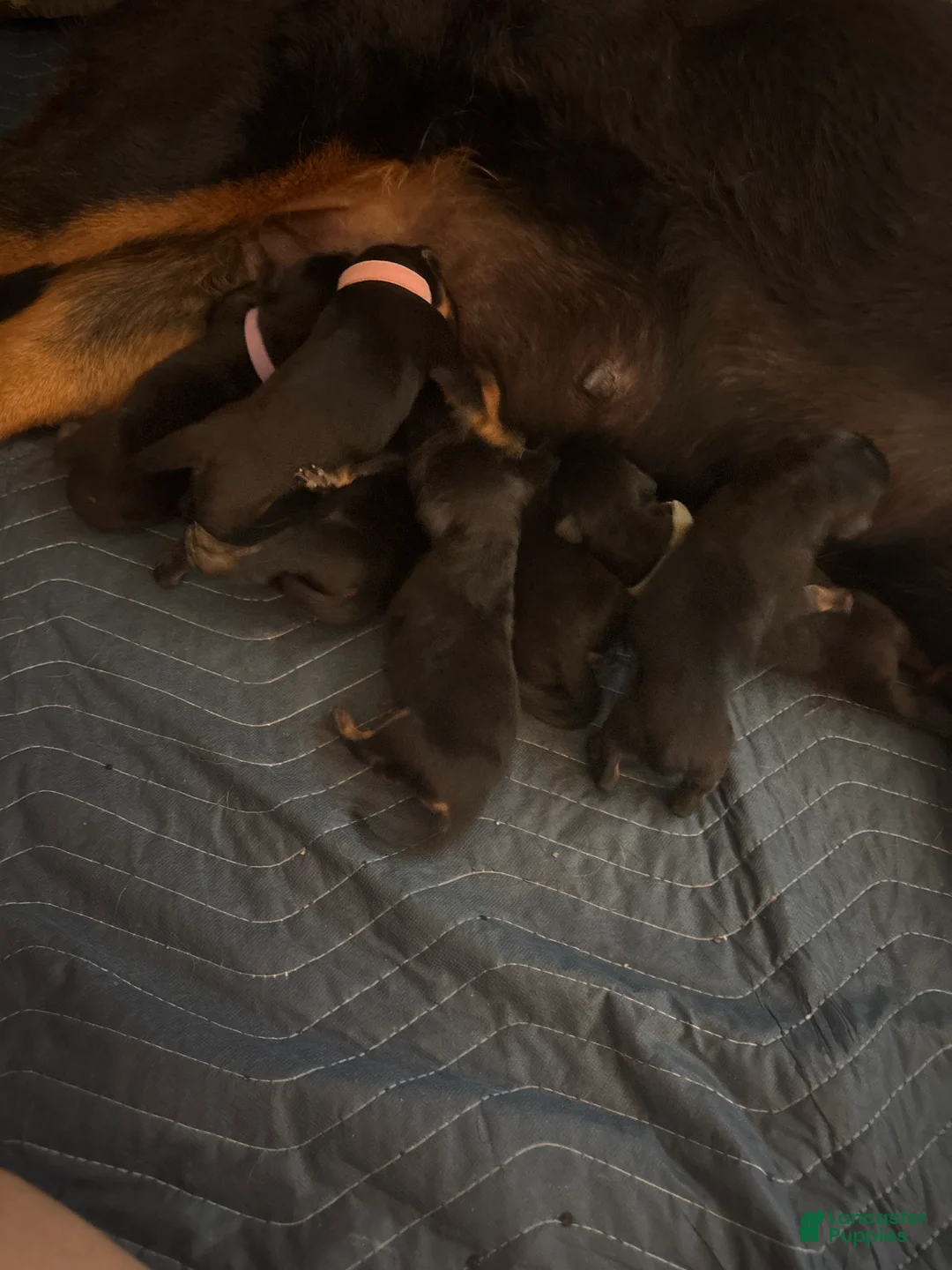 Rottweiler dogs for sale: Rottweiler Puppy 6 - Ad 1