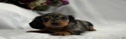 Miniature Dachshund dogs for sale: Asher - Ad 5