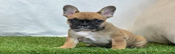 French Bulldog dogs for sale: Delilah - Ad 4