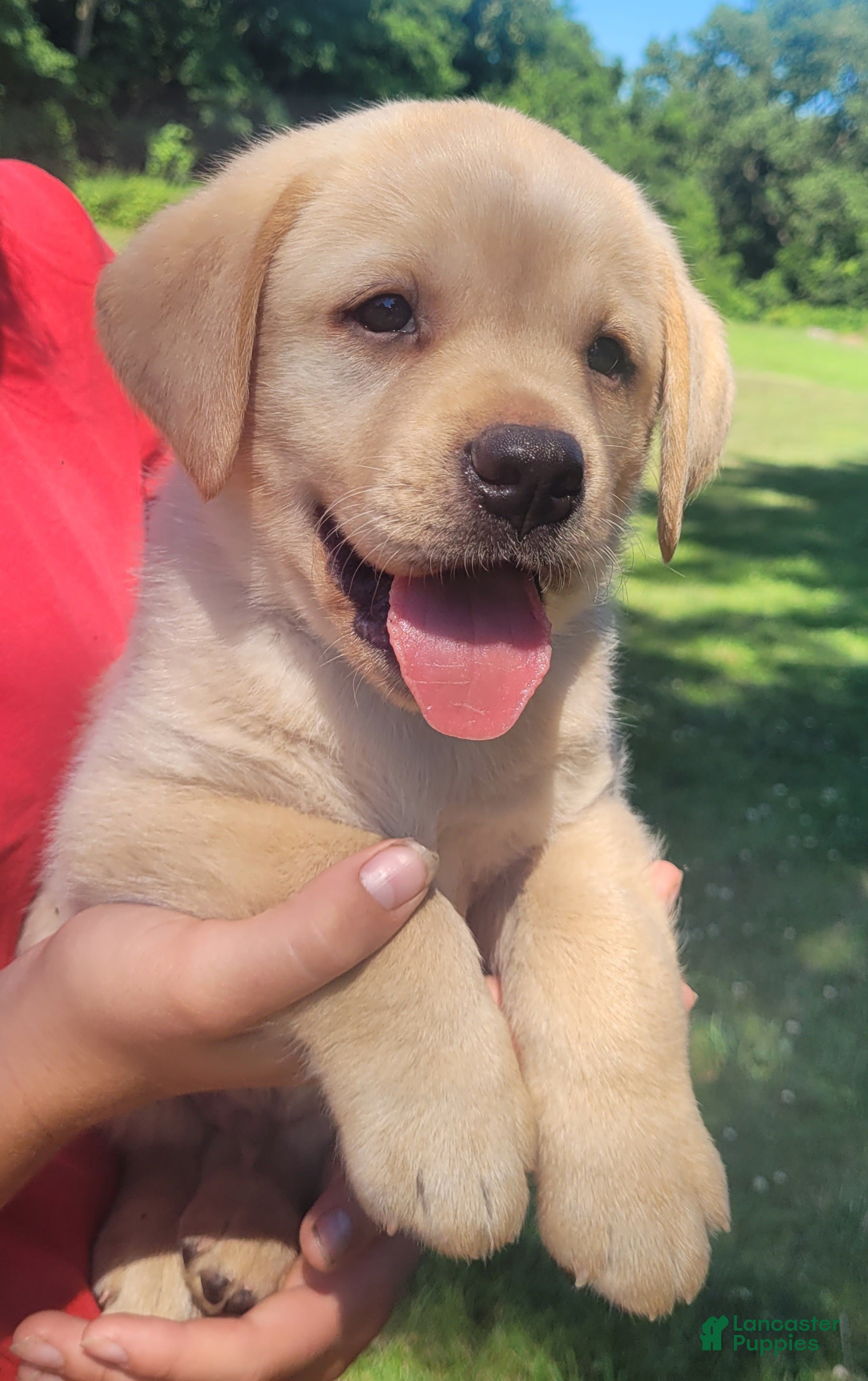 Labrador Retriever dogs Legend  - Ad 1