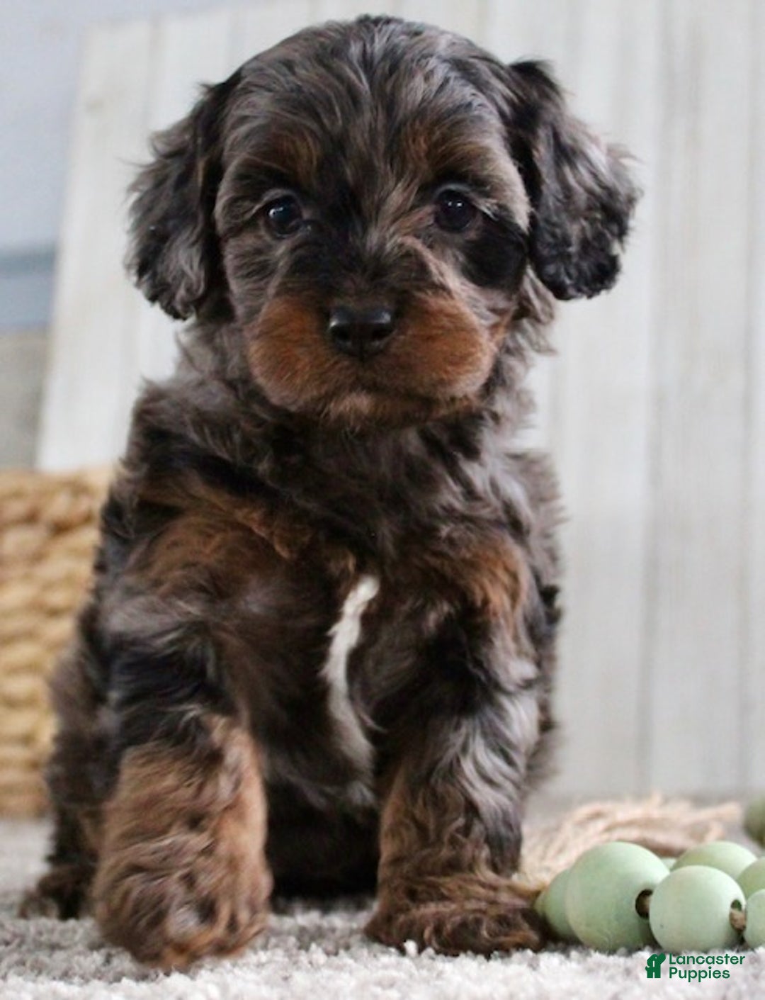 Cockapoo dogs for sale: Cookie - Ad 2