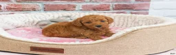 Cavapoo dogs for sale: Sugar - Ad 5