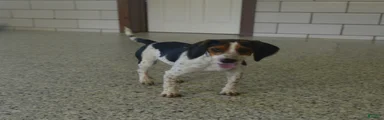 Debi